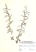 藏品(玉山抱莖籟蕭)的圖片